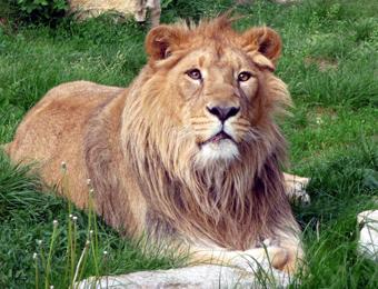 Lion de la Citadelle de Besançon